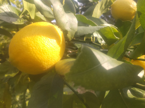 美味しい柑橘 ネーブルとレモン10個 良品 5kg