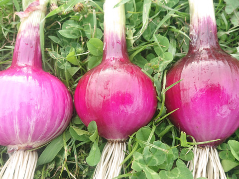淡路島 自然栽培 固定種 赤玉ねぎ 無肥料 農薬不使用 期間限定 品種松島レッド【5キロ】