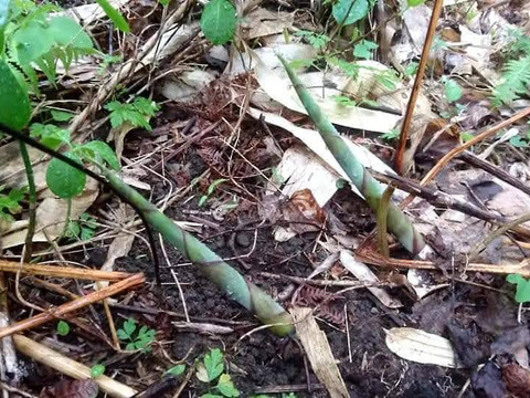 【再再販】熊も大好き!新潟県産標高1200mの根曲がり竹（500g）収穫日に発送 姫竹 チシマザサ 筍 竹の子 山菜 根曲がり竹の子 根曲がり竹