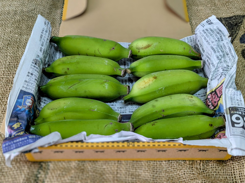 沖縄からの贈り物　ブラジルバナナ1㎏【農薬・除草剤・化学肥料不使用】