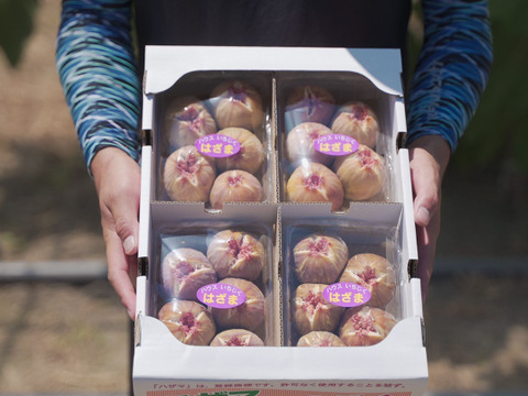 美容効果抜群！『はざまいちじく』(12個入り)