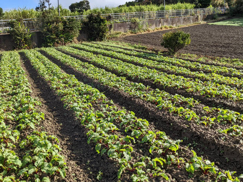 【自然栽培】驚きの甘さ、いもり屋のビーツ(9kg)
