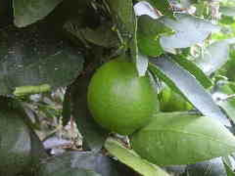 高林早生みかん   １．８ｋｇ