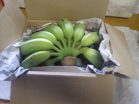 もちもち食感！！西表もちっこバナナ1.5ｋｇ