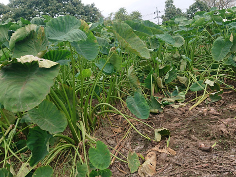 『群馬県産』ねっとり里芋バラバラサイズ1,8キロ(農薬、化学肥料不使用)