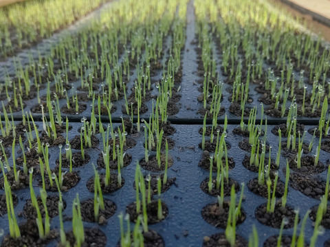 【令和６年道産一等米ゆめぴりか５kg】