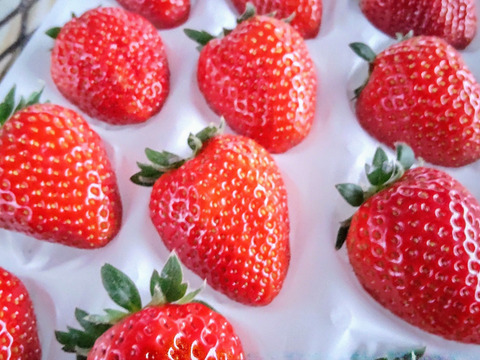【母の日ギフト】❝苺❞甘味と酸味のバランスが最高！品種：おいCベリー