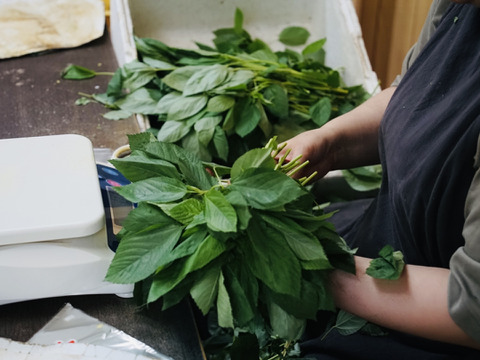 【2025年春  収穫】若くて柔らか！2番穫れモロヘイヤ（100g×10袋）