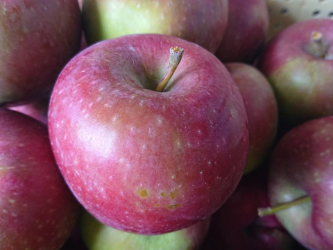 2025年最初の収穫りんご！「恋空約2kg」ネーミングも良いですが味も美味しいですよ。夏リンゴですのでお届け後冷蔵庫にて保存お願いします。栽培が少ない品種です