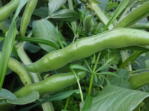 ＜訳あり＞だけど味は一級品！5月発送 春の味覚農家直送！甘くてしっとり房州そら豆4キロ。