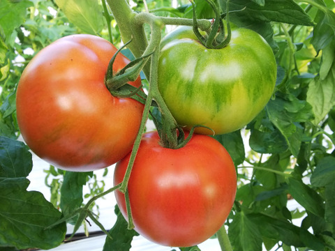 「王様トマト」の試験販売にご協力お願いします。１.8ｋｇ箱・品種名：「ごほうび」