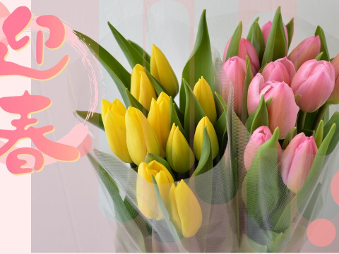 お正月にチューリップを飾ろう♪　お任せアソートチューリップ20本2～3色ミックス12月27日（土）発送予定　　※北海道・沖縄県配送不可※