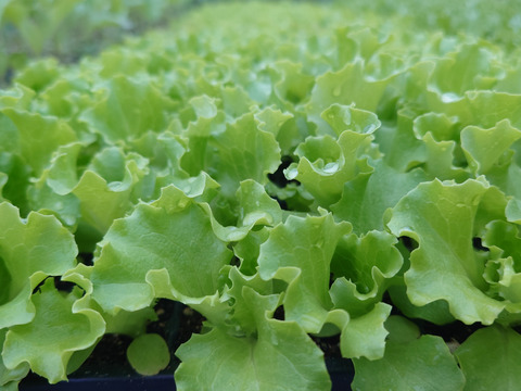 朝採りシャキシャキ食感！ナバロンレタス（大玉4玉）[化学農薬・化学肥料不使用]