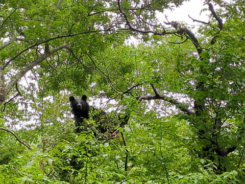 笹の葉　３０枚　大小様々　新葉多め