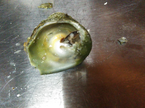 小泊産‼したんだめ1.5kgとしろけ2kgセット