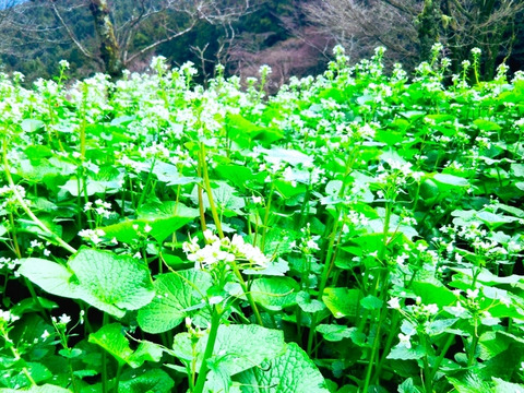 【無選別】✿花ﾜｻﾋﾞ✿_500g前後(訳ｱﾘ)お試し,おまかせ