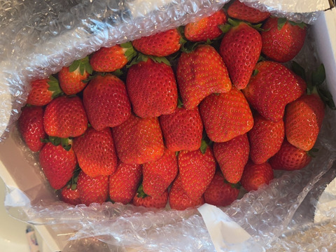 トクトク🍓いちごの宝石箱
朝摘み完熟❤️酵素栽培のこだわりいちご
【いちご食べ比べ】