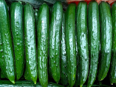 朝採り‼こだわり‼埼玉県産春きゅうり‼　(約2㎏)