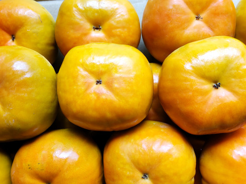 早生甘柿！早秋柿（家庭用　６.５kg　約２５個）