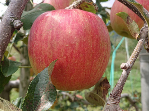 「あずみ野の林檎たっぷり詰めこみました！100％ストレートジュース」2本入り　(砂糖不使用）濃厚な味わい、でも後味スッキリ
自然の恵み！