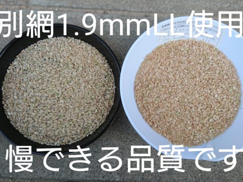 【玄米 | 10kg】米の旨味たっぷり 自然栽培米 ひとめぼれ