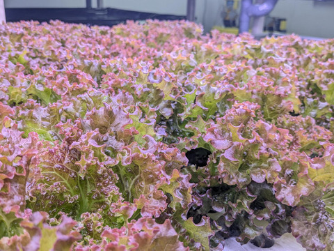 彩りと健康のレタス3種セット　レッドリーフ×フリルレタス×グリーンオーク　個包装約50g×6袋《高クロロゲン酸レタス＆異なる食感を楽しめる低硝酸態窒素レタス》