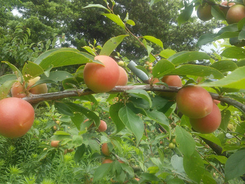 めずらしい梅　露あかね   １．２級コミコミ　１.８ｋ