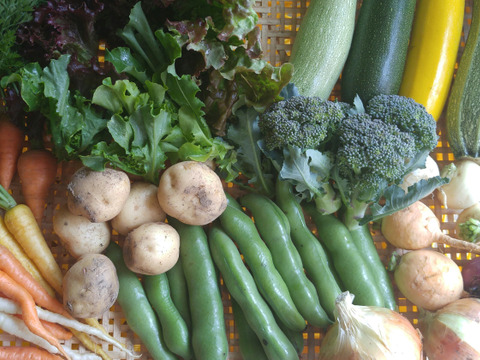 農薬、化学肥料不使用、微生物酵素農法旬の野菜詰め合わせ（6~8品目）