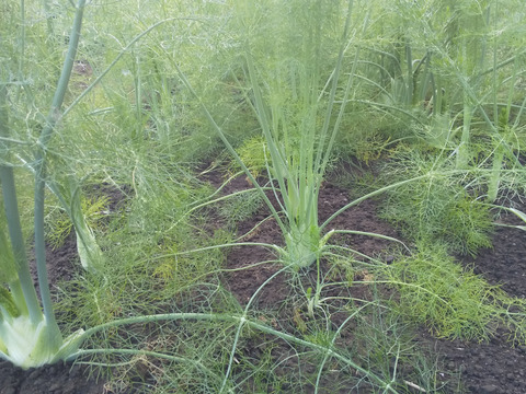 【4/5更新】シャキシャキ青パパイヤとサラダ野菜セット