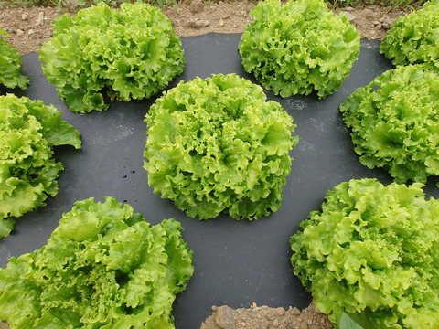 朝採りシャキシャキ食感！ナバロンレタス（大玉4玉）[化学農薬・化学肥料不使用]