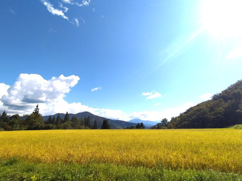 R6年新米予約　魚沼産コシヒカリ　源泉有機米（JAS）　玄米　5Kg