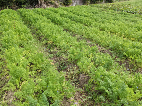 【自然栽培】野菜本来の食味、いもり屋の人参(1kg)