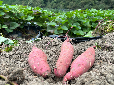 【べにはるか、とったど〜】紅はるか3ｋｇ(箱入)　10月以降～発送予定！　熟成期間１ヶ月超！