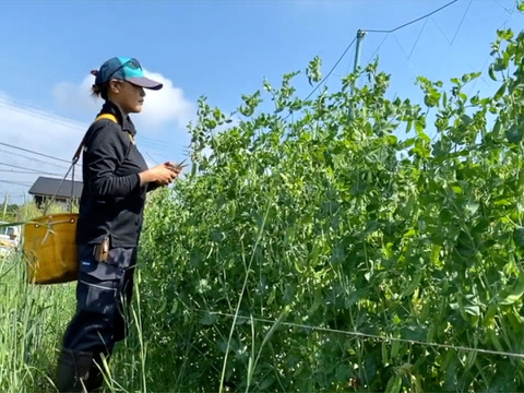 【自然栽培🍀朝採り絹さや150g＆スナップエンドウ300g】自家採種10年以上・脇役じゃ勿体無い！メインディッシュで召し上がれ🎶