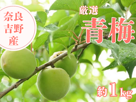 【青梅 約1kg】奈良・吉野の特別栽培梅（品種おまかせ）｜梅しごとにぴったり♪