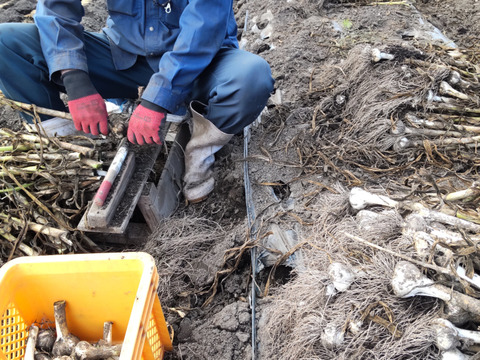 農薬散布０回　青森県産ホワイトにんにく1㎏　有機栽培