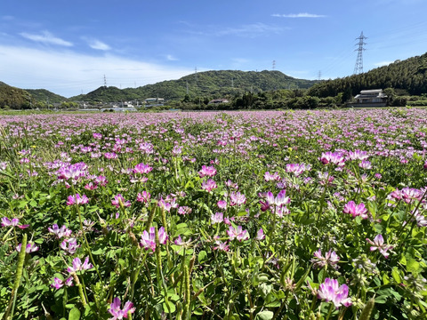 稀少なニホンミツバチの百花蜜 500g:山口県産のはちみつ|食べ 稀少なニホンミツバチの百花蜜 500g:山口県産のはちみつ|食べ
