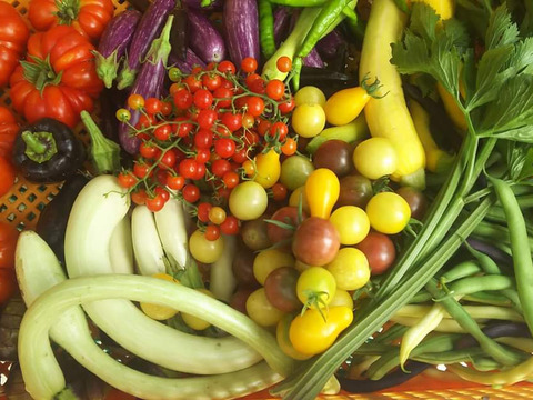 旬の野菜セット*農薬 化学肥料不使用