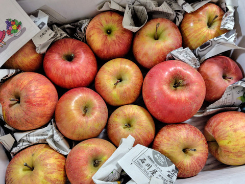 まるせい果樹園の節分りんご(春りんご)　訳あり　3㌔　自家用　家庭用 hs2