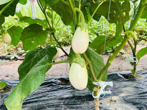 有機の野菜(ズッキーニ・白ナス・筑陽ナス各1kg)の3kgセット✨【周防 