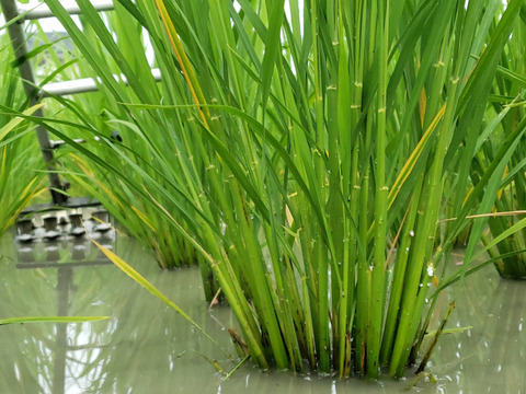 【自然栽培のお米】110年前の西日本で一番人気のお米、旭一号（5kg）★玄米・白米・５分づき米選べます★