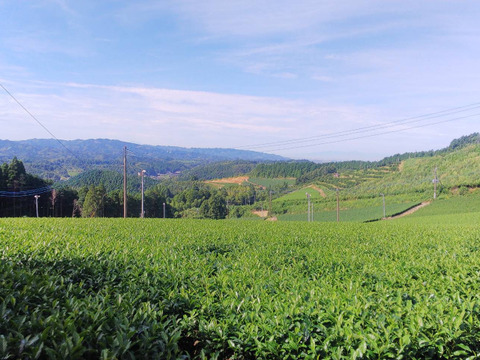 【2025年】八女茶人気の深蒸し煎茶100ｇ2本セット♡