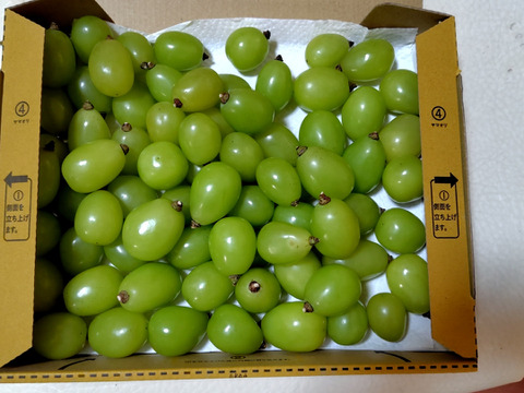 【9月中旬から順次発送】たっぷり入って大満足！ シャインマスカット摘み落とし粒 1キロ 1kg　※北海道、沖縄、離島発送不可※