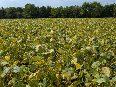 有機青大豆 大袖の舞 4kg  北海道十勝 “豆のまち”本別町 2025年産　オーガニック