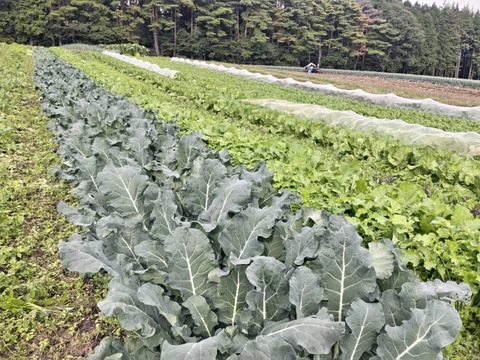 【農薬化学肥料不使用】朝採り！信州伊那谷★旬の野菜セット Mサイズ (金曜発送)