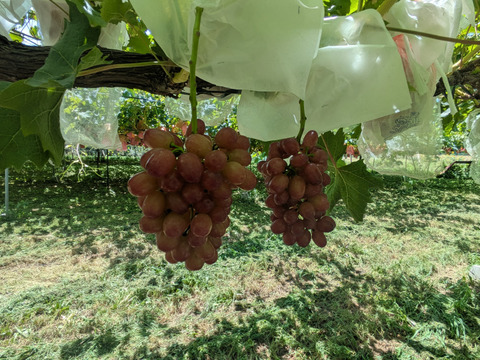 【すぐ発送】訳ありクイーンセブン 1kg※信州の環境にやさしい農産物50（長野県認証）