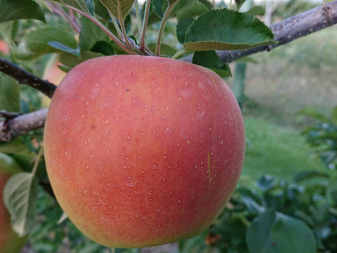 収穫開始です。「名月約10kg入り」生産者が大好きなりんご。甘みたっぷり品種、黄色のボディに頬紅を付けた見た目も愛くるしいです。（写真は10/12現在）