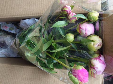 【日付指定不可】農家直送！芍薬(シャクヤク）おまかせミックス 5本セット  母の日 しゃくやく お花 はな 生花 切花