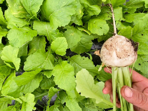 【自然栽培🍀サラダかぶ10本(1.5Kg前後)】根はみずみずしく甘く、葉は柔らか・発送日の朝に収穫