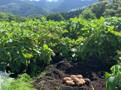 【火山の麓のじゃがいも】　兵庫県但馬産新じゃが！　《きたあかり　箱入３kg》